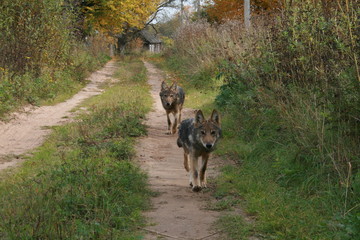 Pack of young wolves cubs near village and forest meeting hedgehog