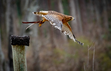 Red-shouldered Hawk flying in raptor show in Georgia.