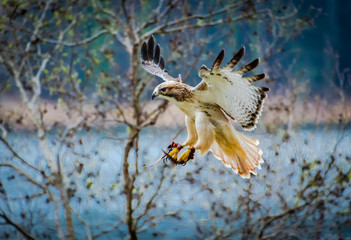Red-tailed hawk at raptor show in Georgia.