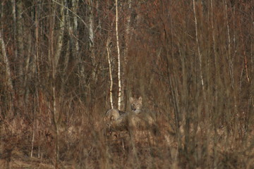 Wolf in autumn-winter forest near river, pond and swamp