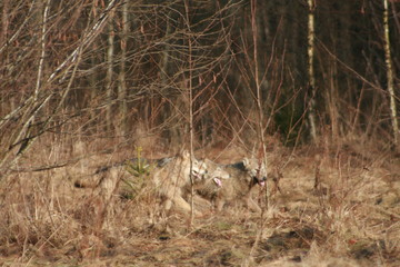 Wolf in autumn-winter forest near river, pond and swamp