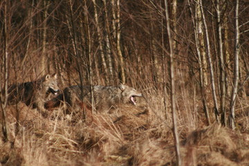 Wolf in autumn-winter forest near river, pond and swamp