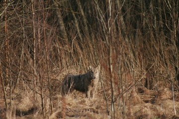 Wolf in autumn-winter forest near river, pond and swamp