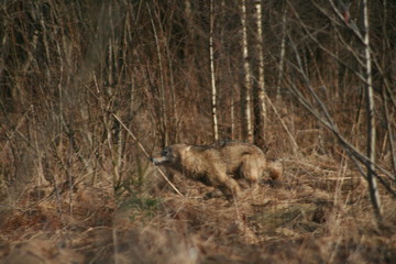 Wolf in autumn-winter forest near river, pond and swamp