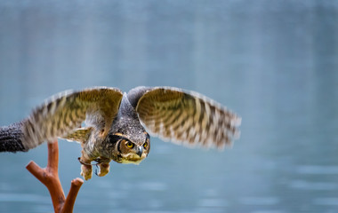 Great Horned Owl at raptor show in Georgia.