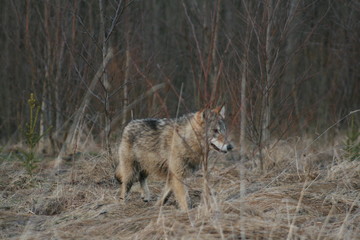 Wolf in autumn-winter forest near river, pond and swamp