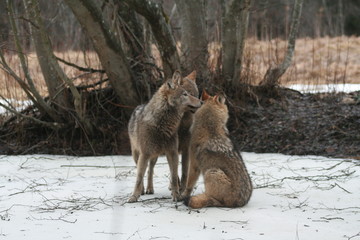 Wolf in autumn-winter forest near river, pond and swamp