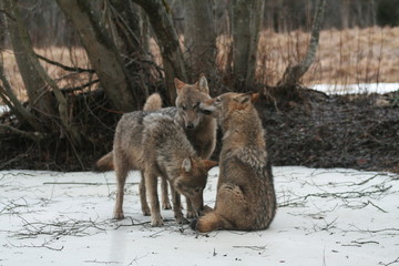 Wolf in autumn-winter forest near river, pond and swamp