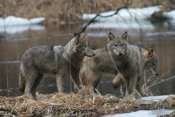 Wolf in autumn-winter forest near river, pond and swamp