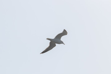 dynamic flying seagull on the sky