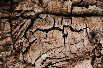 wood skin textured old wood detail nature
