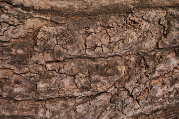 wood skin textured old wood detail nature abstract