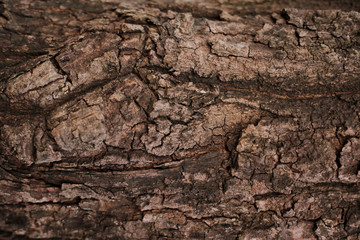wood skin texture old wood detail nature abstract