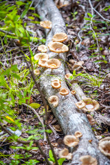 Fototapeta na wymiar A close up of the edible mushrooms on a tree trunk in the woods