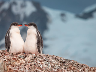 young gentoo penguin babies on the rocks in mountain scenery in antarctica 
