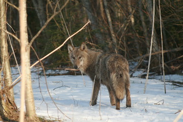 Wolf in wild forest during spring, summer and autumn
