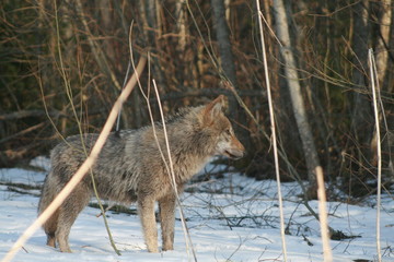 Wolf in wild forest during spring, summer and autumn
