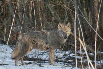Wolf in wild forest during spring, summer and autumn