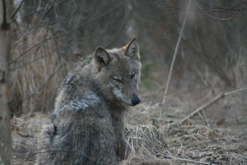 Wolf in wild forest during spring, summer and autumn