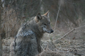 Wolf in wild forest during spring, summer and autumn