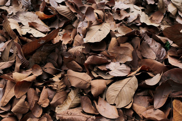 Dry leaf Brown color background abstract pattern vintage free photo