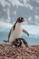 Naklejka premium Gentoo Penguin mother taking care of a Little Penguin on a rock at Antarctica 