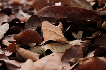 Dry leaf Brown color background vintage free photo