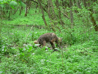 Wolf in wild forest during spring, summer and autumn