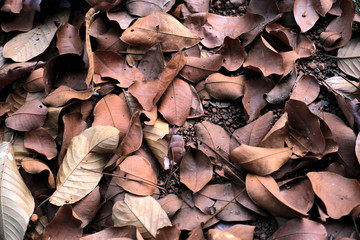 Dry leaf Brown color background abstract pattern vintage