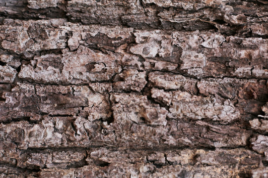wood skin textured old wood detail nature free abstract