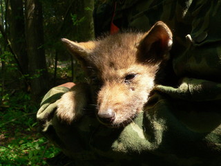 Wolf lair with young cub wolves in the summer wild forest