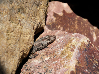 lizard on a rock