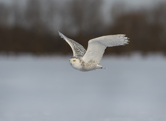 Female Snowy Owl in Flight in Winter