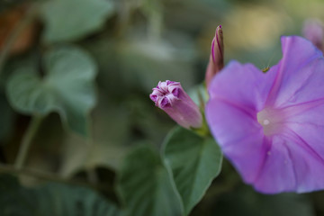 Obraz premium Morning glory flower buds close up. Purple flowering vine, vigorous growing weed. 