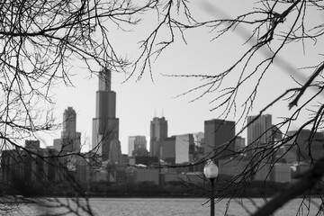 Chicago through the trees
