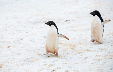 Fototapeta na wymiar penguin in antarctica