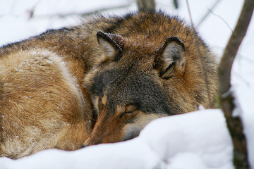 Wolves expressing emotions and howling in the wild winter forest with snow