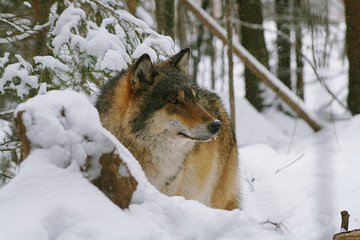 Wolves expressing emotions and howling in the wild winter forest with snow