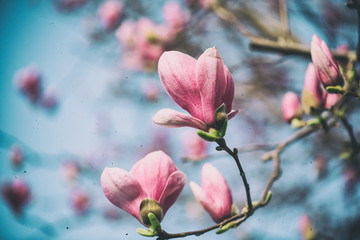 Blooming pink magnolia tree branch and  flowers against blue sky background