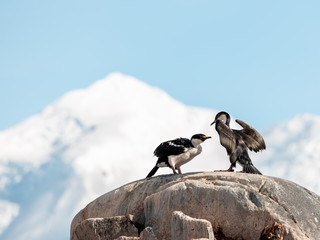 two birds on the rock in antarctica 