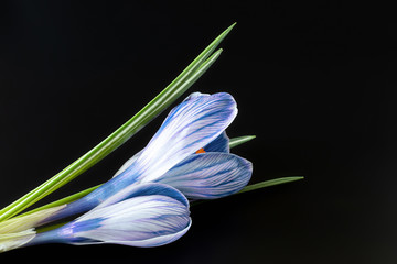 Sympathy card with crocus flowers on black background