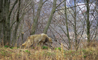 Wolf in summertime with grass and flowers