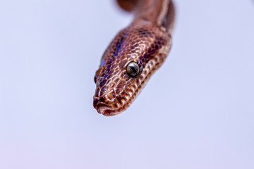 Epicrates cenchria is a boa species endemic to Central and South America. Common names include the rainbow boa, and slender boa