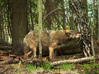 Wolf in summertime with grass and flowers