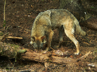 Wolf in summertime with grass and flowers