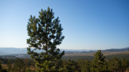 pine and blue sky