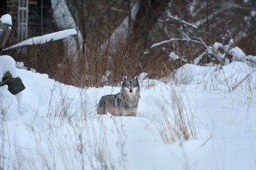 Wolves in Chernobyl radioactivity region running among abandoned hoses with cold winter and deep snow