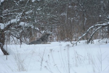 Wolves in Chernobyl radioactivity region running among abandoned hoses with cold winter and deep snow