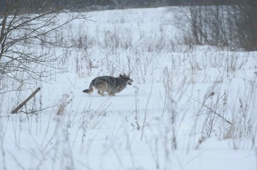 Wolves in Chernobyl radioactivity region running among abandoned hoses with cold winter and deep snow