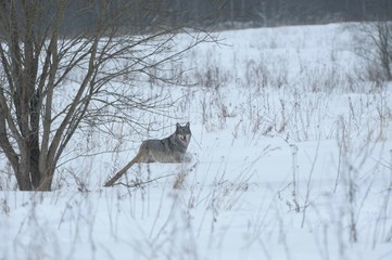 Wolves in Chernobyl radioactivity region running among abandoned hoses with cold winter and deep snow